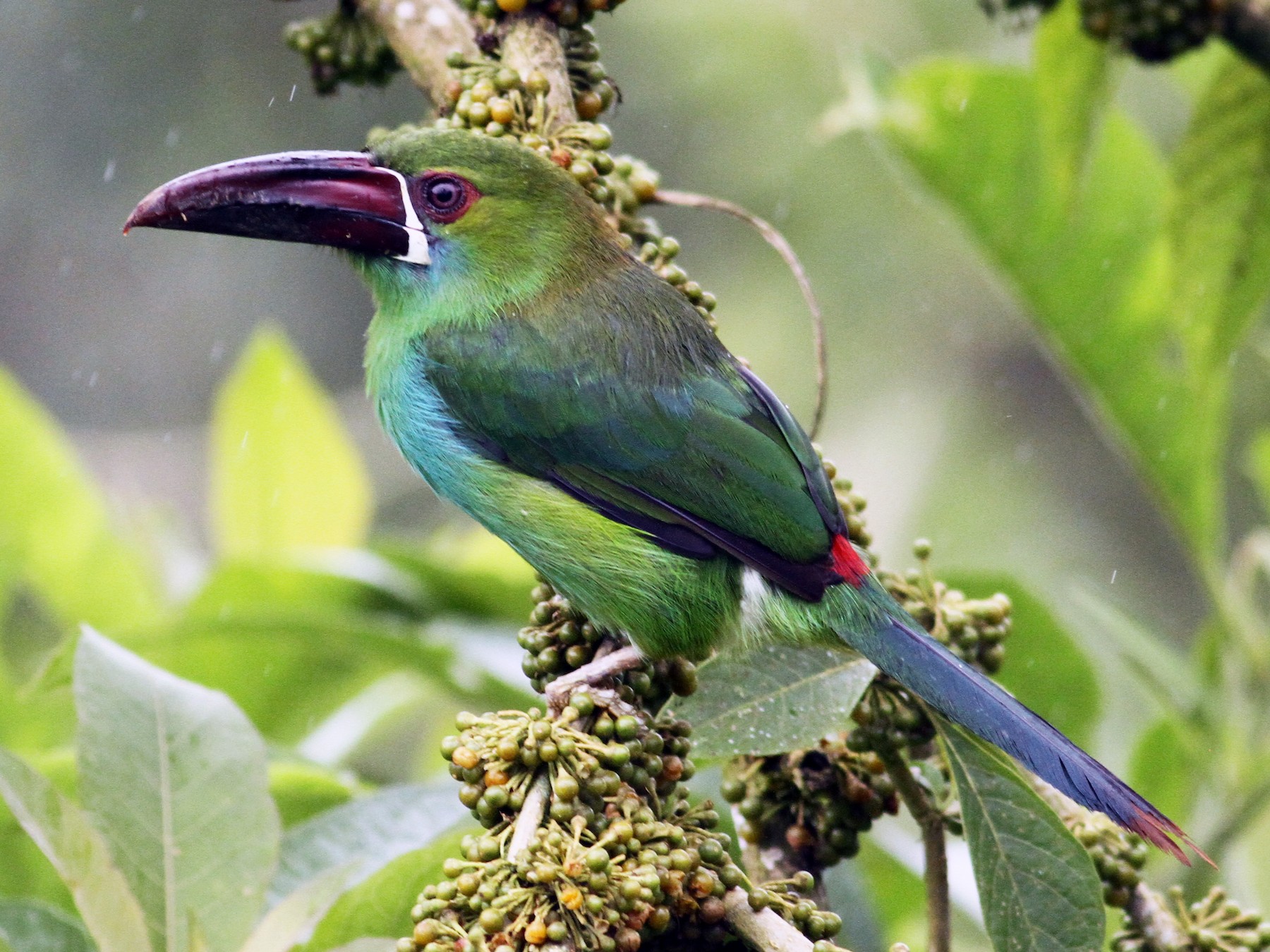 Crimson-rumped Toucanet - Luke Seitz