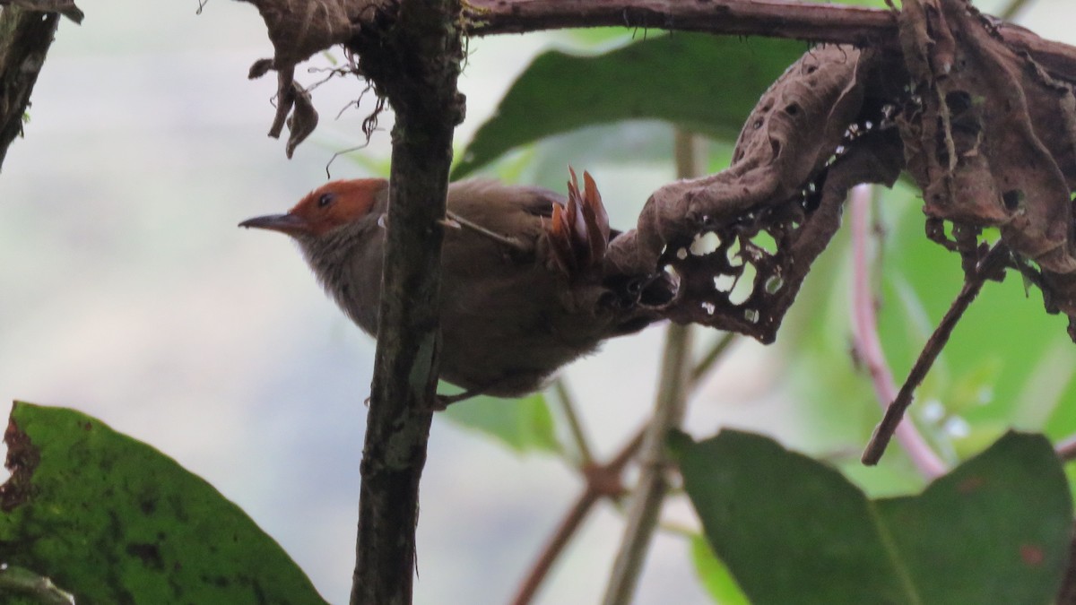 Red-faced Spinetail - ML56902121