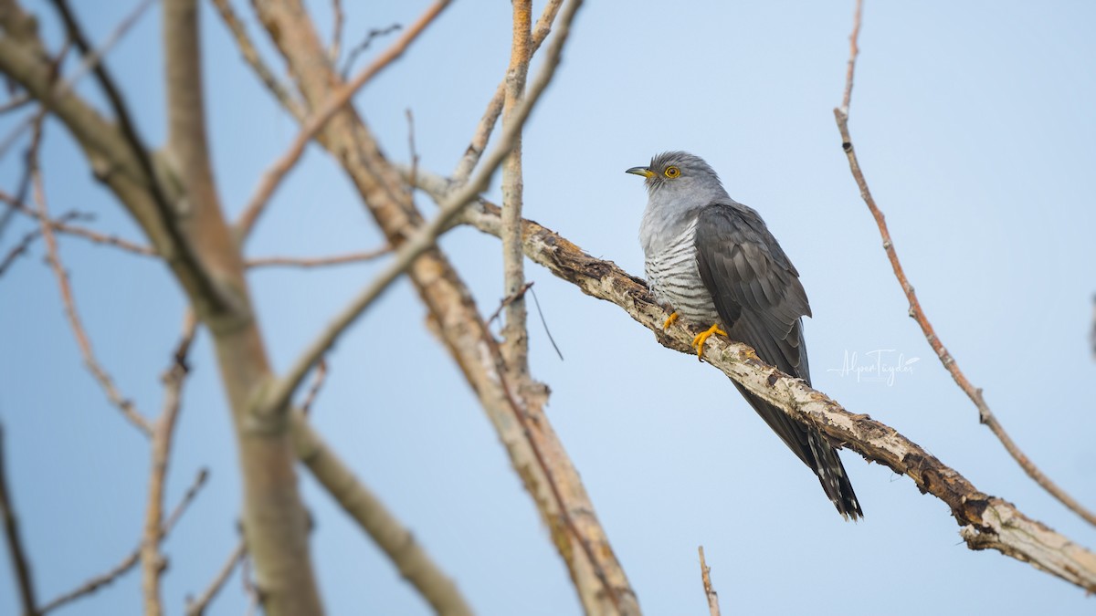 Common Cuckoo - ML569024161