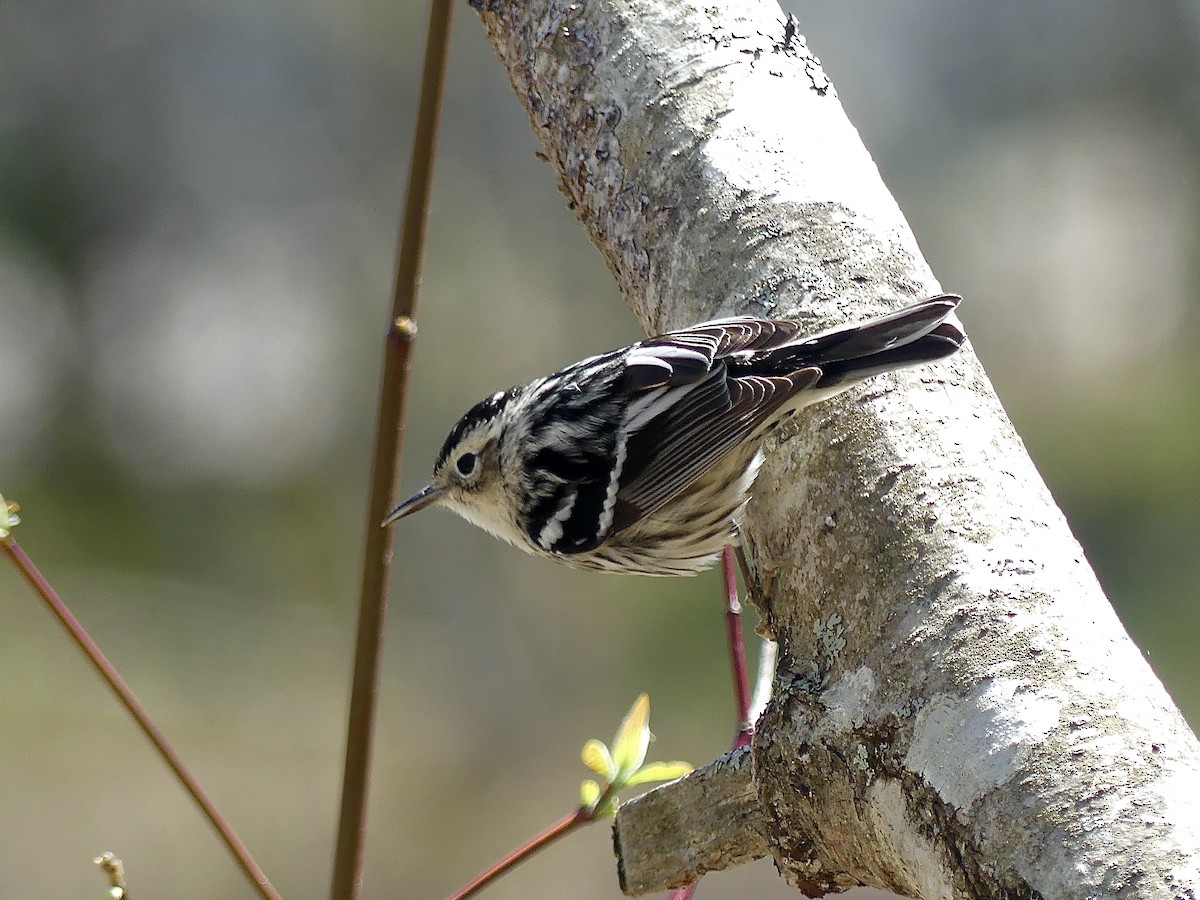 Black-and-white Warbler - ML569024651