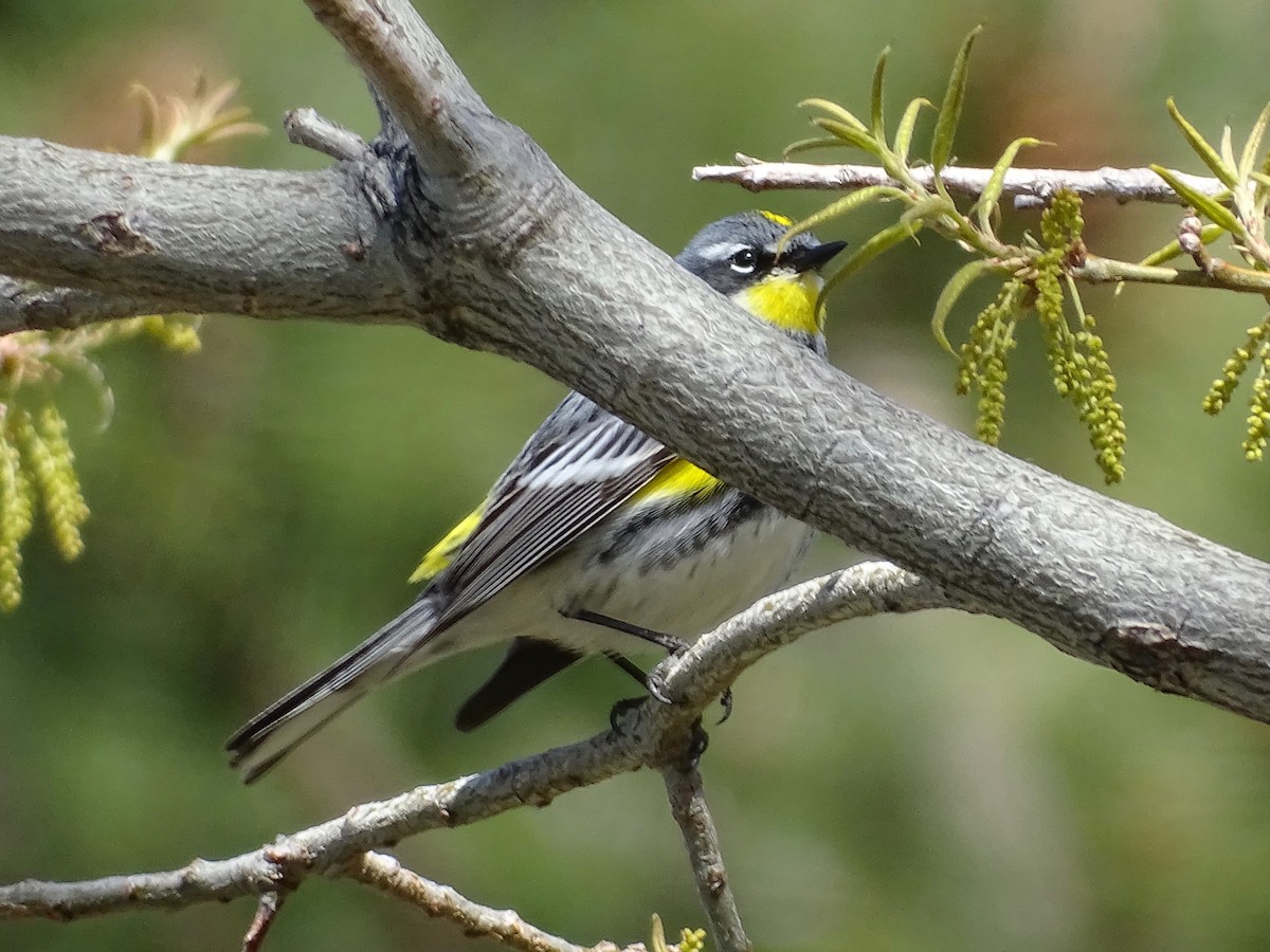 Yellow-rumped Warbler (Myrtle x Audubon's) - ML569025601