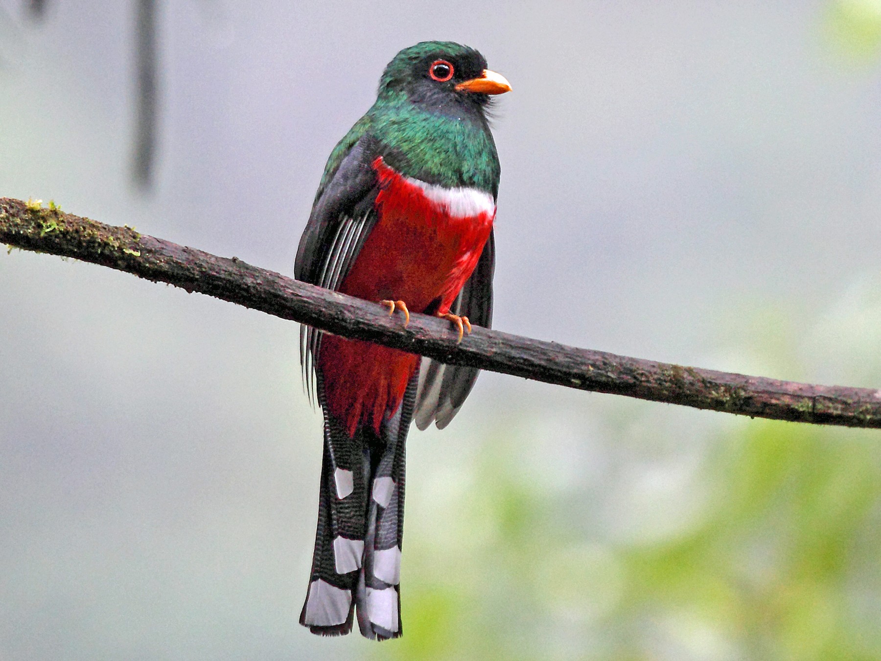 Masked Trogon - Nigel Voaden