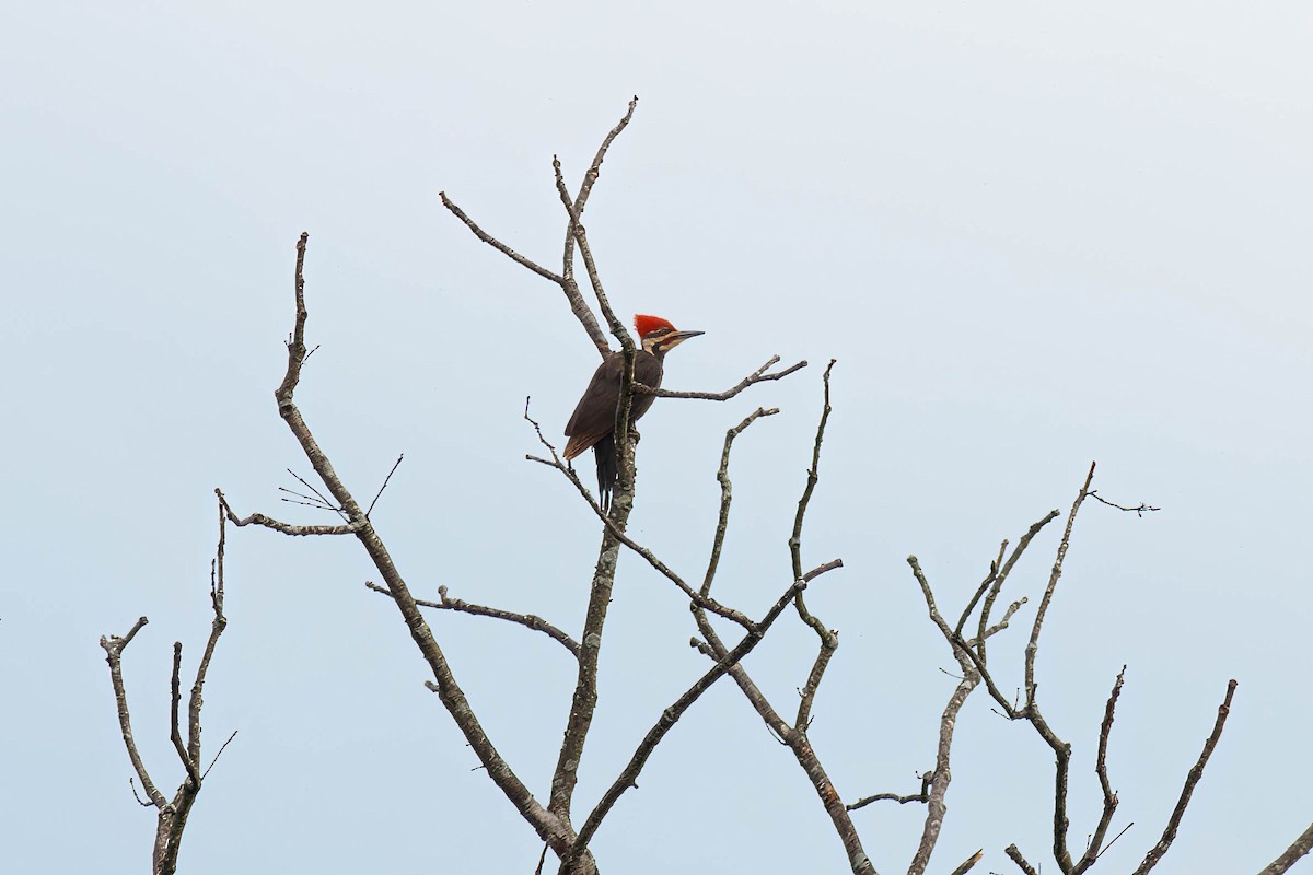 Pileated Woodpecker - Ed Vigezzi