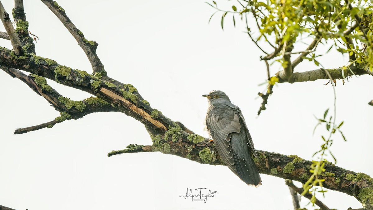 Common Cuckoo - ML569029301