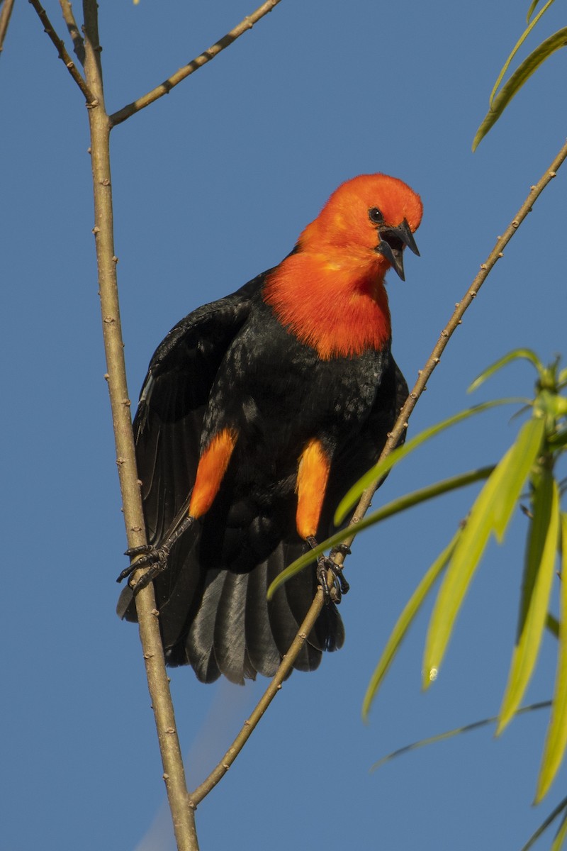 Scarlet-headed Blackbird - ML569029671