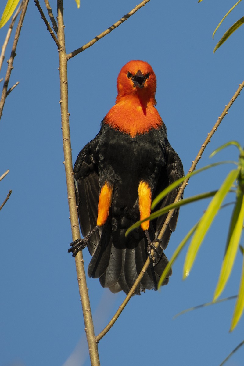 Scarlet-headed Blackbird - ML569029681