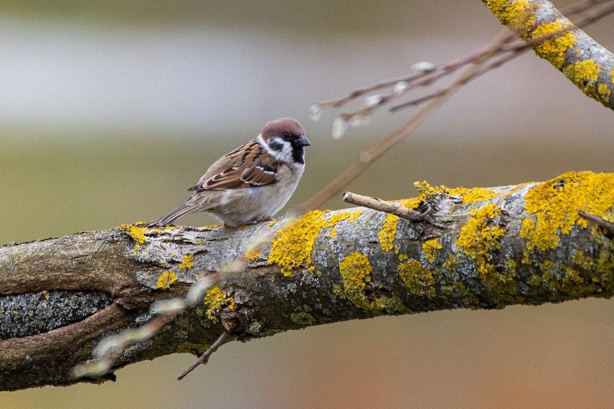 Eurasian Tree Sparrow - ML569029931