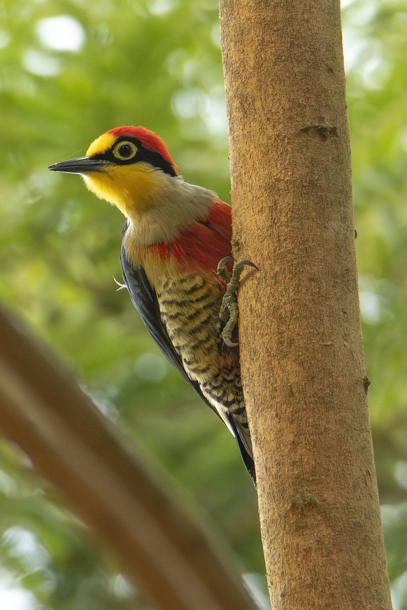 Yellow-fronted Woodpecker - ML569032751