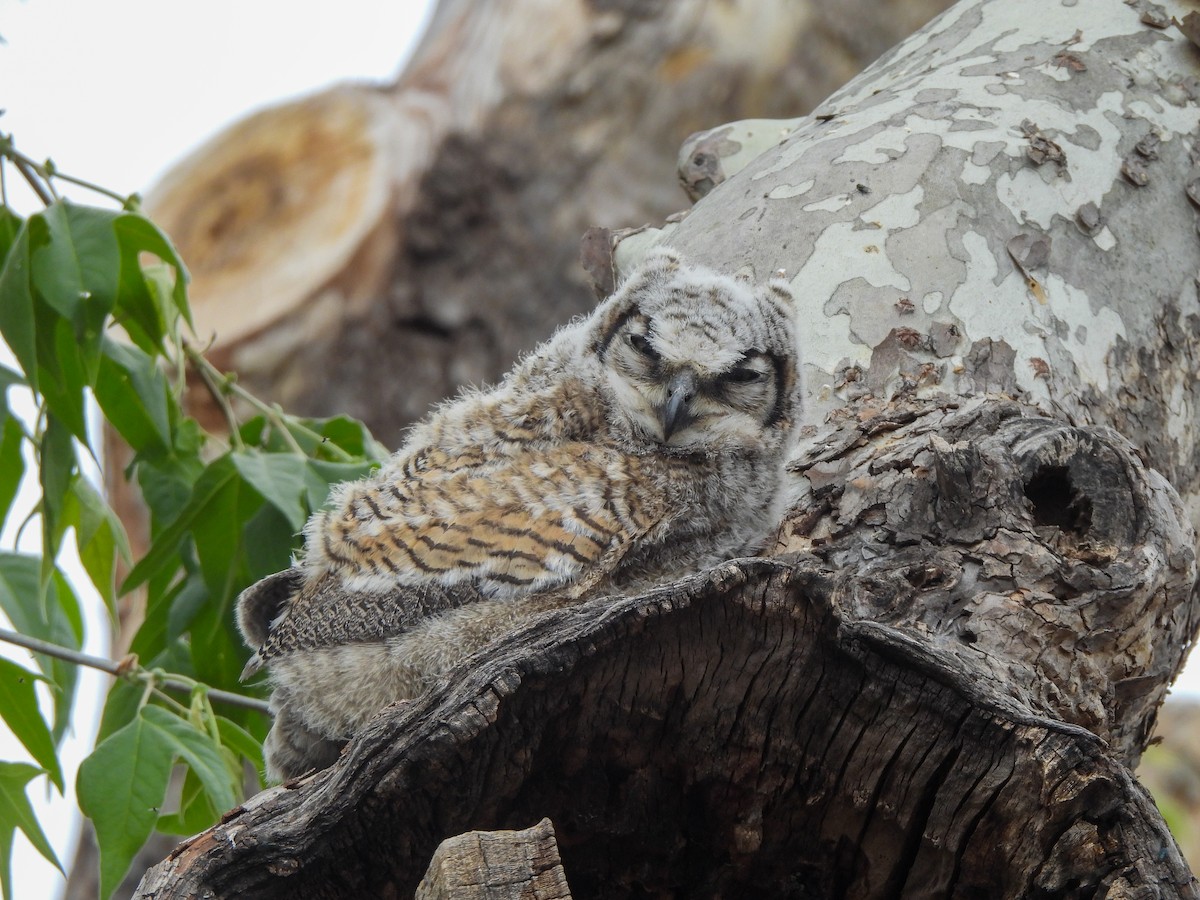 Great Horned Owl - ML569033151