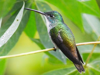 ズアオエメラルドハチドリ - eBird