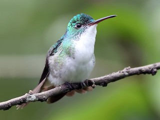 ズアオエメラルドハチドリ - eBird