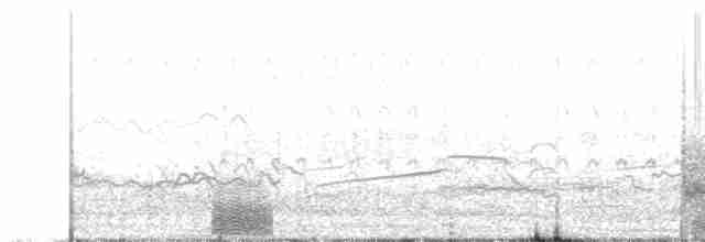 Océanite à gorge blanche - ML569038881