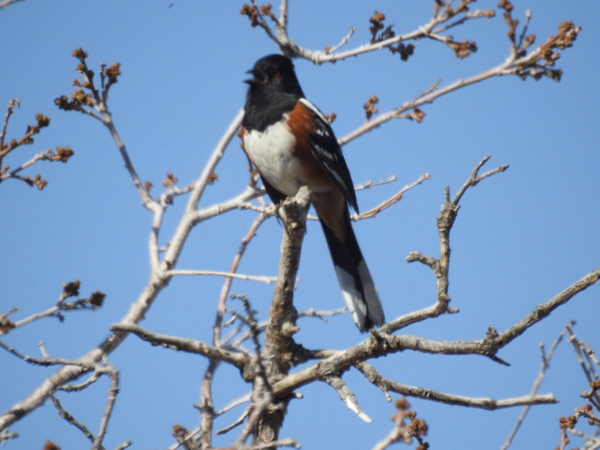 Spotted Towhee - ML569041841