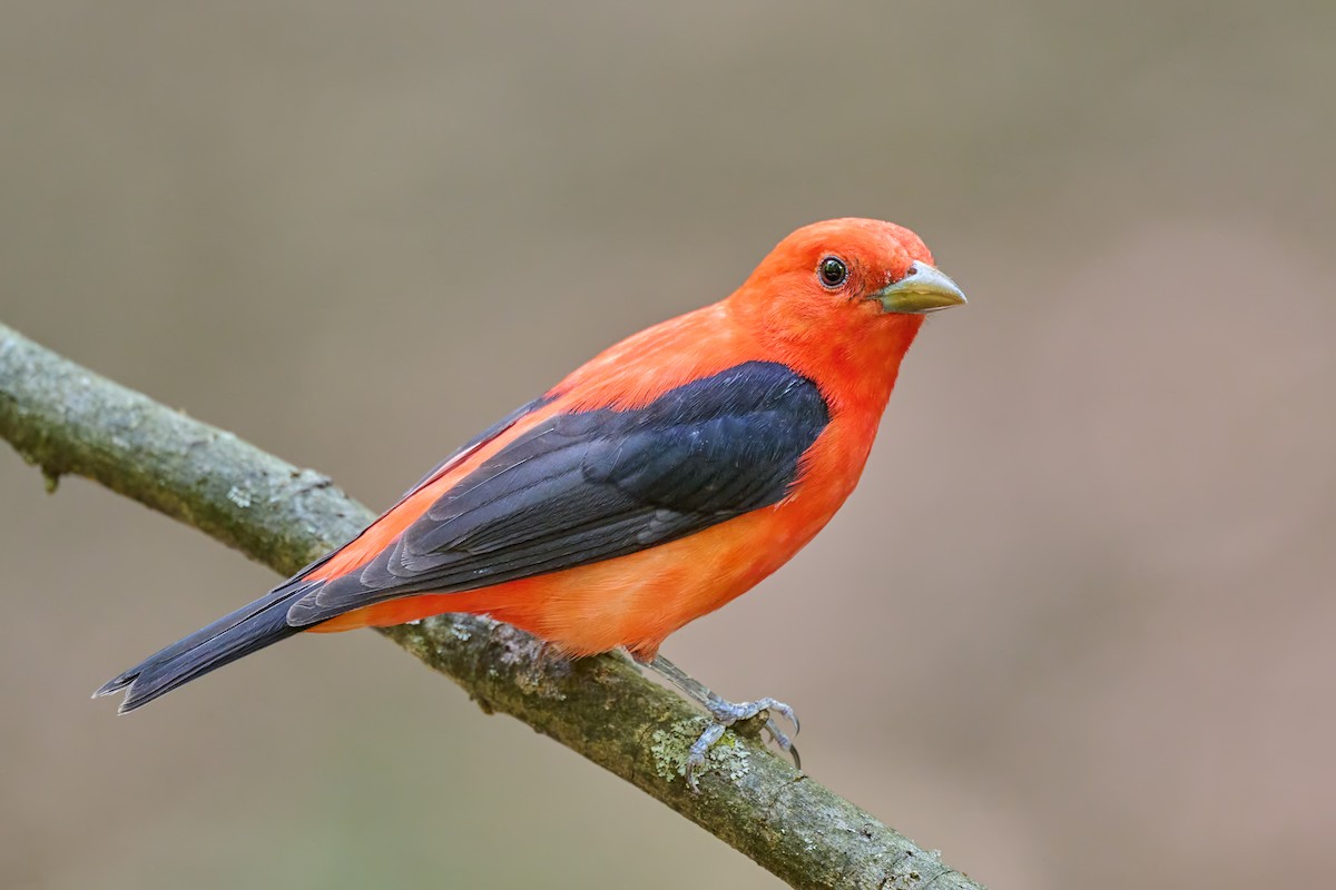 Scarlet Tanager - ML569045161