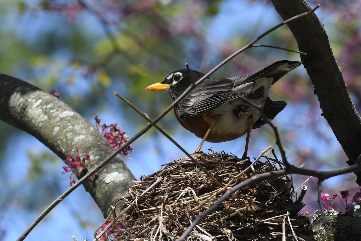 New York Breeding Bird Atlas Checklist - 7 May 2023 - Alley Pond Park ...