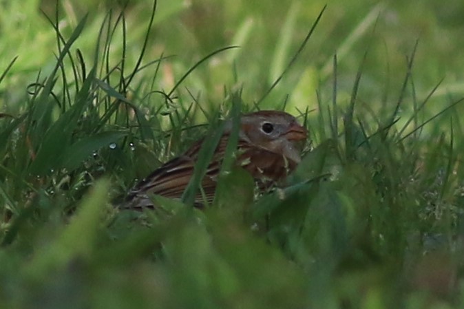 Field Sparrow - ML569049281