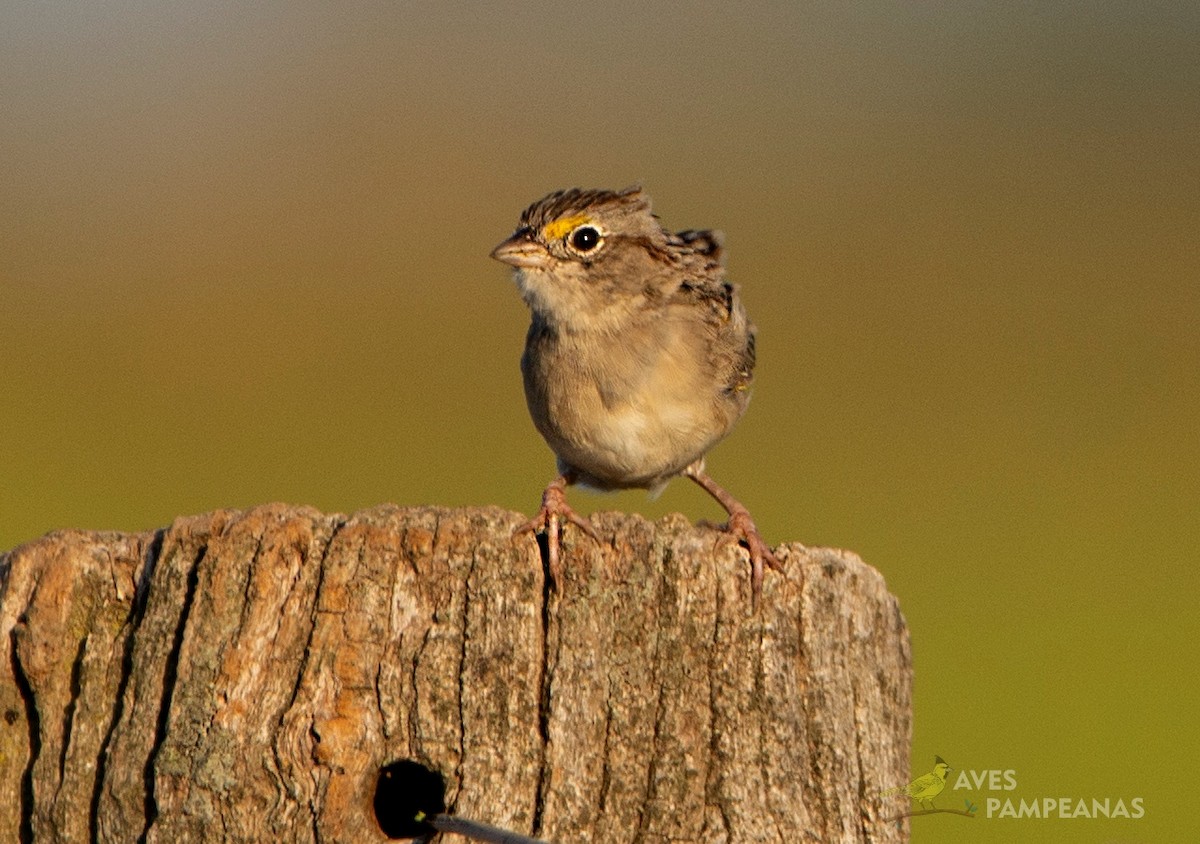 Grassland Sparrow - ML569050011