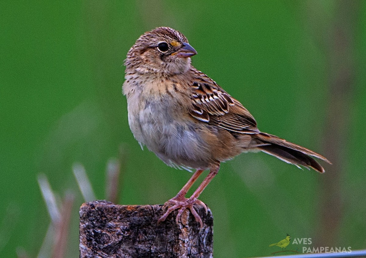 Grassland Sparrow - ML569050181