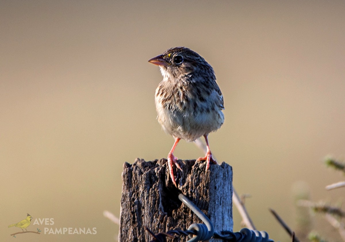 Grassland Sparrow - Alberto Bravo