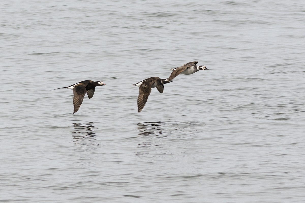 Long-tailed Duck - ML56905441