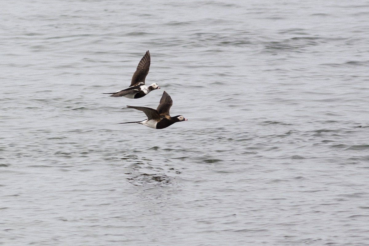 Long-tailed Duck - ML56905481