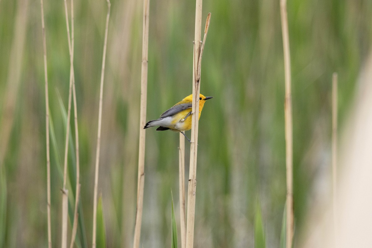 Prothonotary Warbler - ML569055781