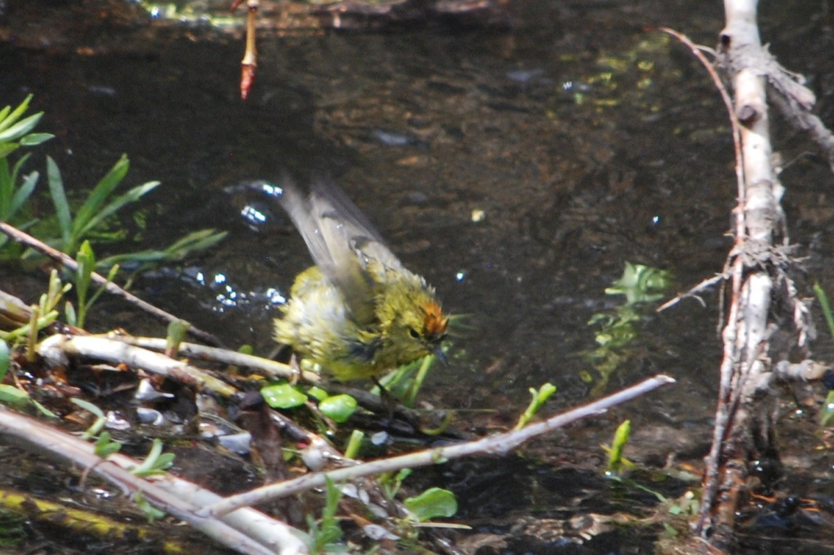 Orange-crowned Warbler - ML569056541