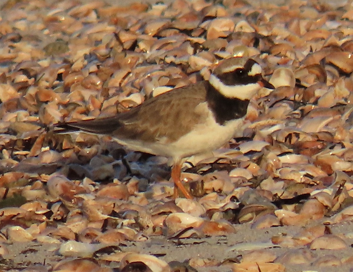 Common Ringed Plover - ML569056781