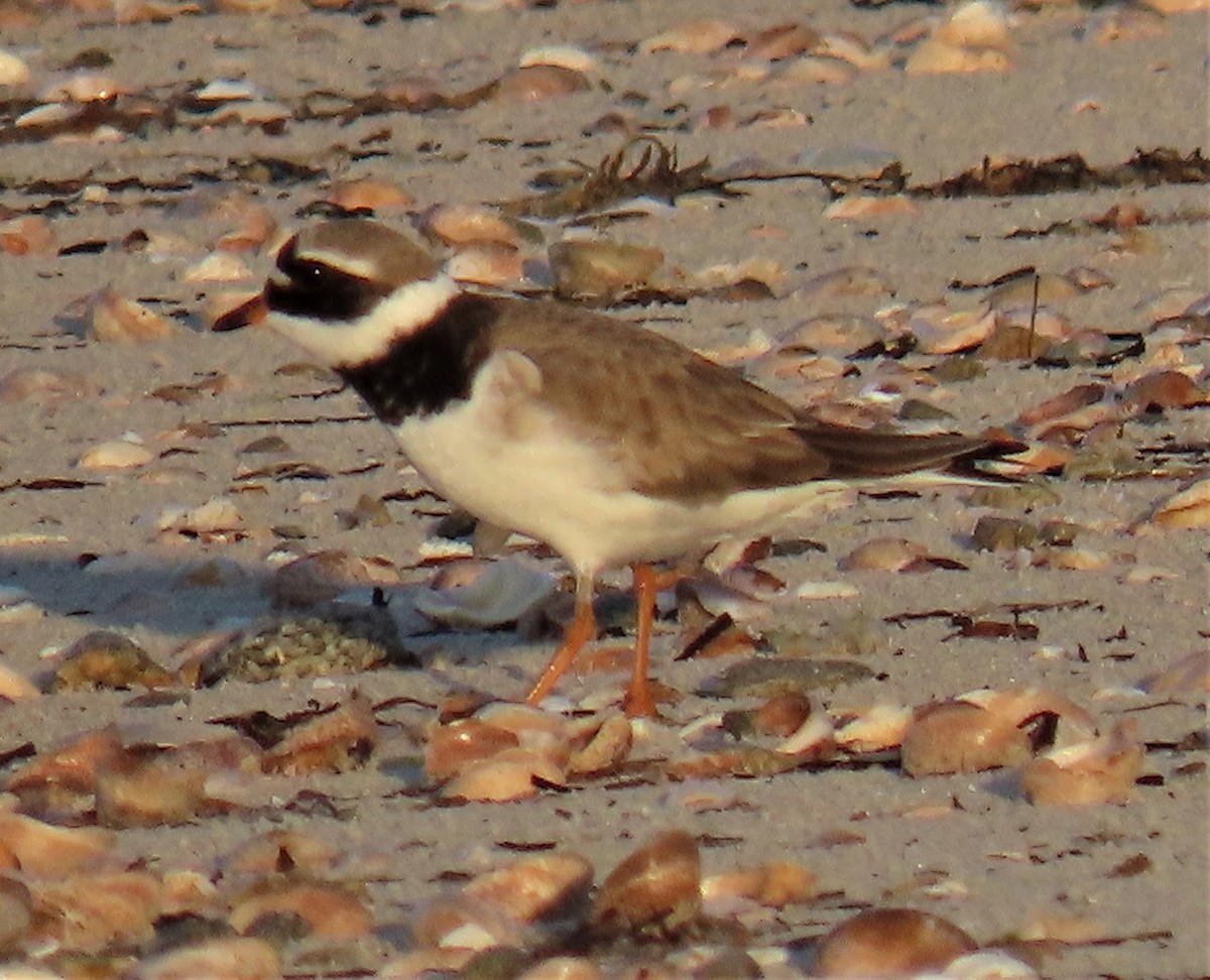 Common Ringed Plover - ML569056801