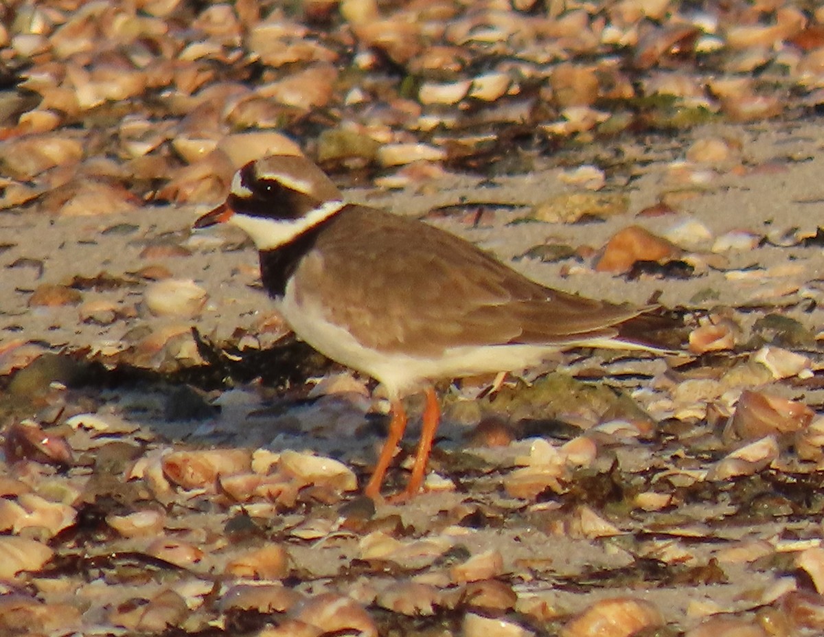 Common Ringed Plover - ML569056901