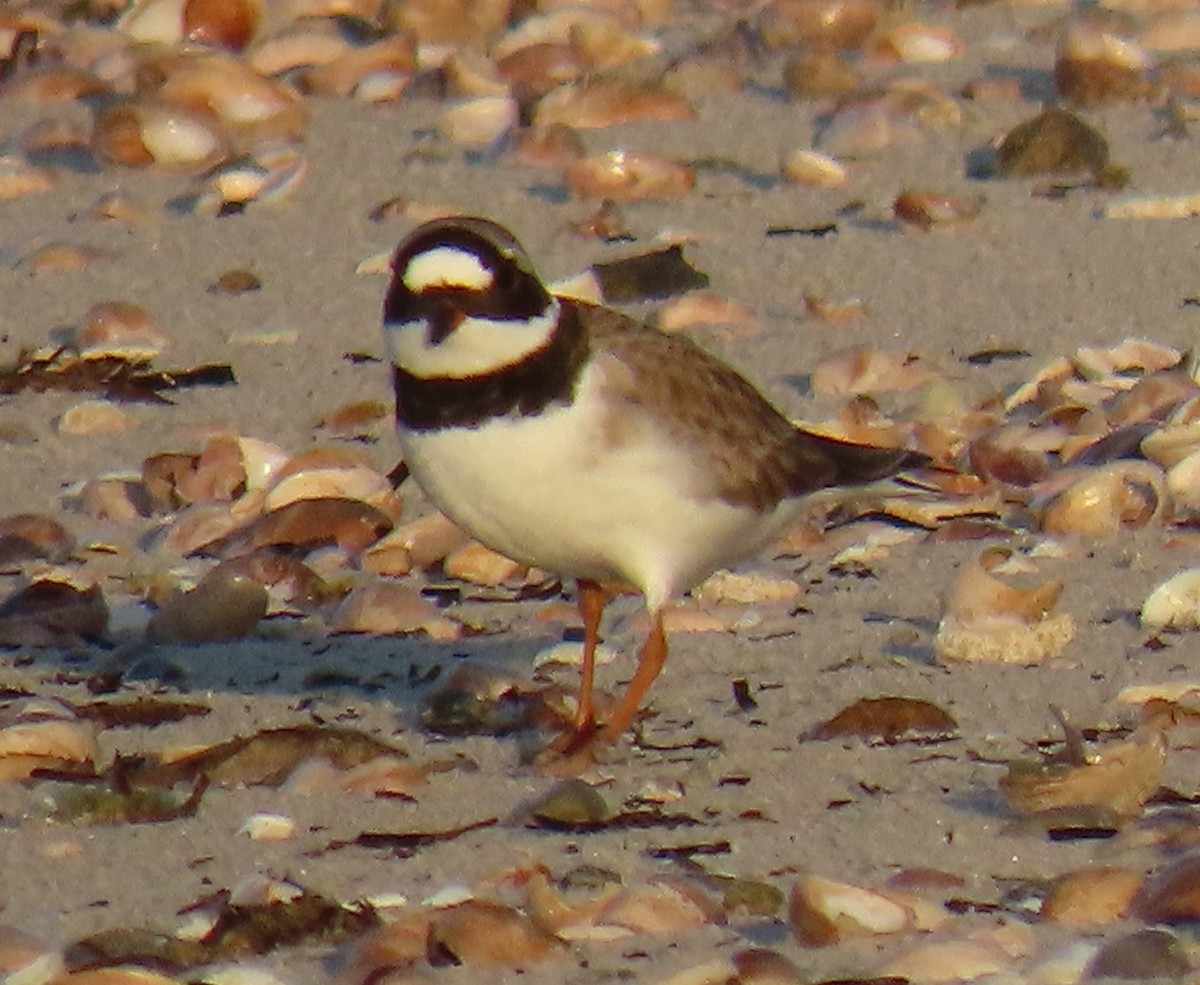 Common Ringed Plover - ML569057011
