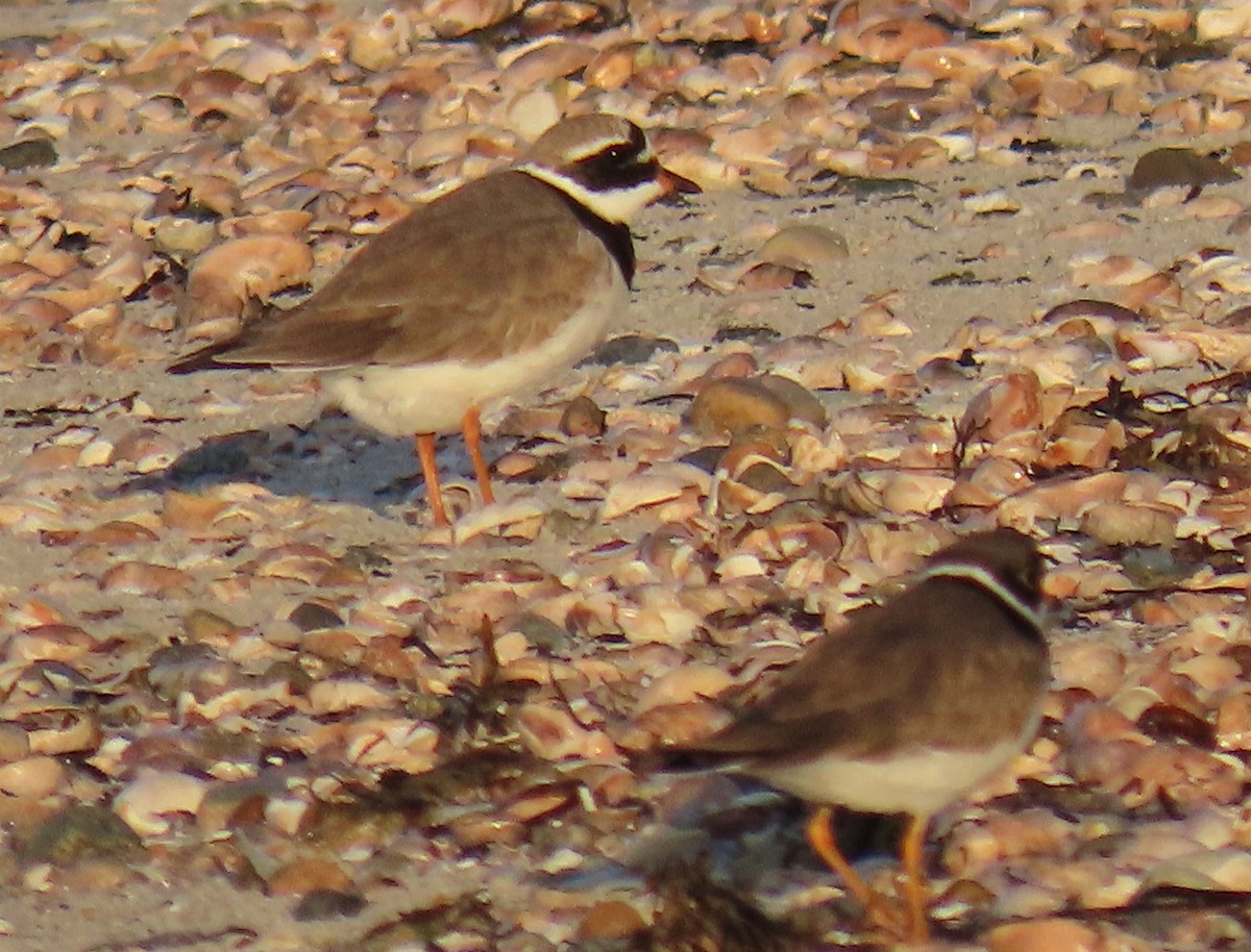 Common Ringed Plover - ML569057111