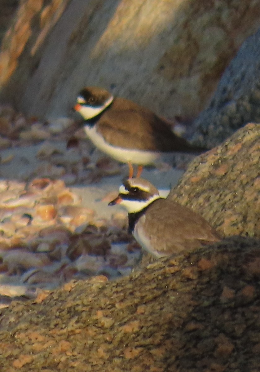 Common Ringed Plover - ML569057311