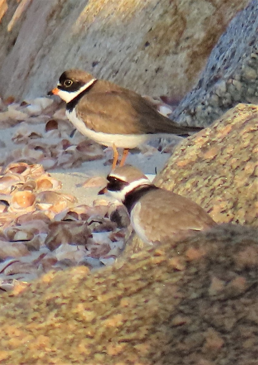 Common Ringed Plover - ML569057371