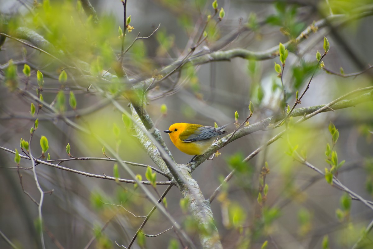 Prothonotary Warbler - ML569060471