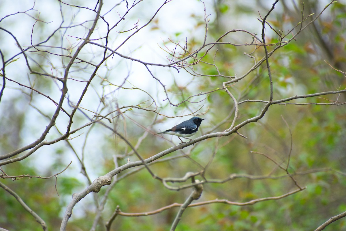 Black-throated Blue Warbler - ML569060701