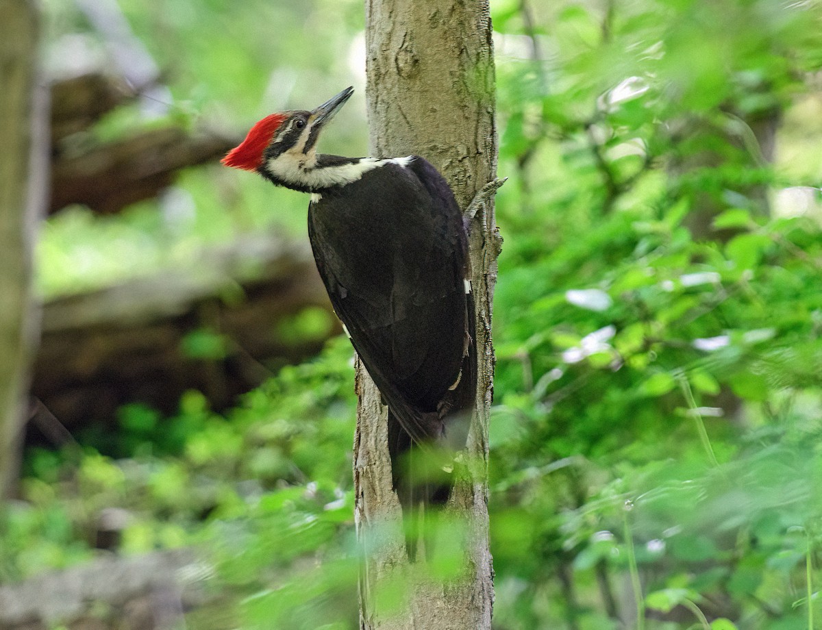 Pileated Woodpecker - ML569062841