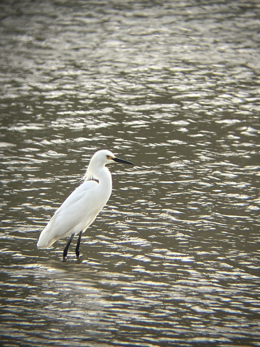 eBird Checklist 8 May 2023 201257 Kitchener Cres, Kamloops CABC