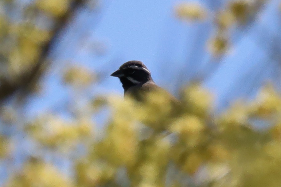 Black-throated Sparrow - ML569068191
