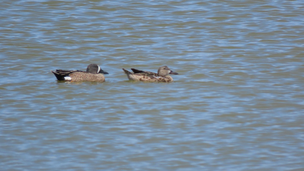 Blue-winged Teal - ML569068721