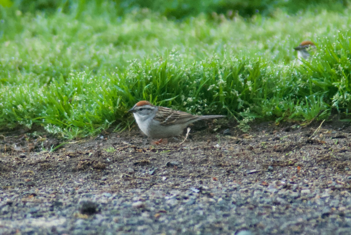 Chipping Sparrow - ML569068781