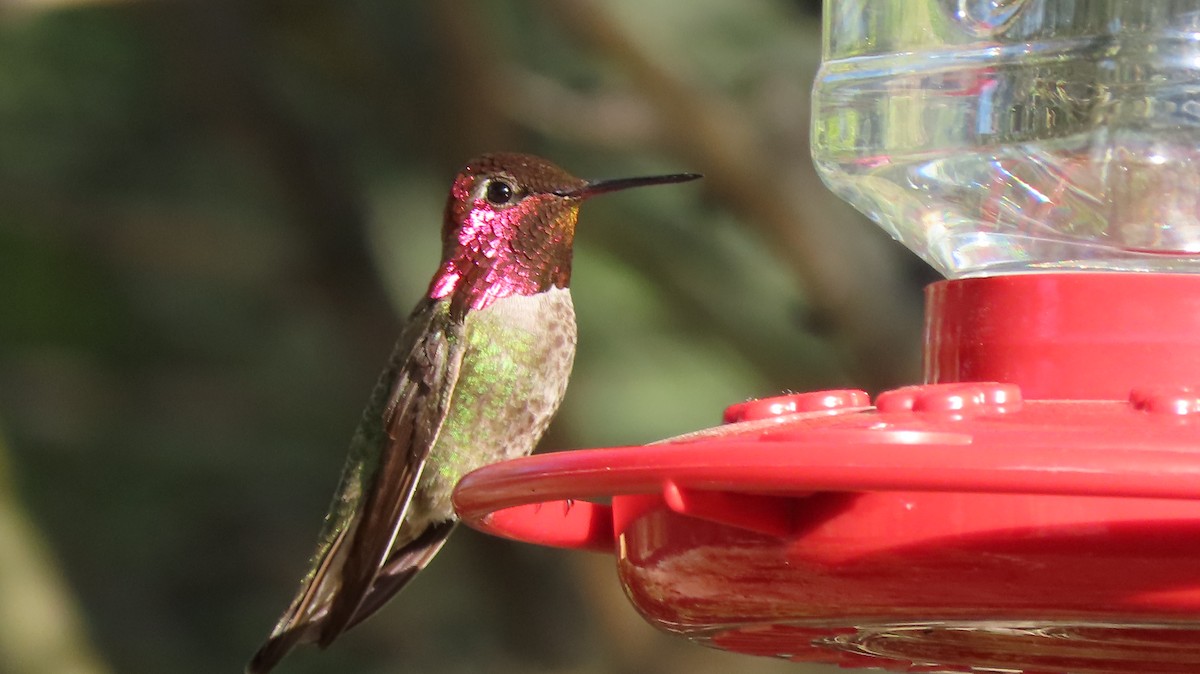 Anna's Hummingbird - Lois Stacey