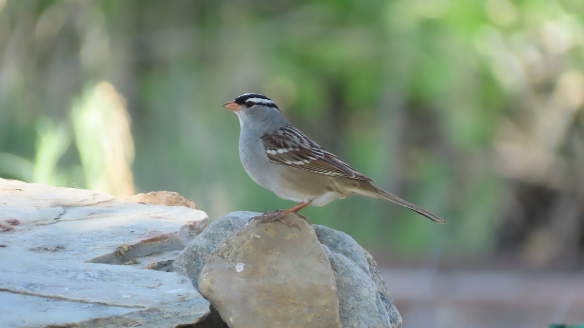 White-crowned Sparrow - ML569070211