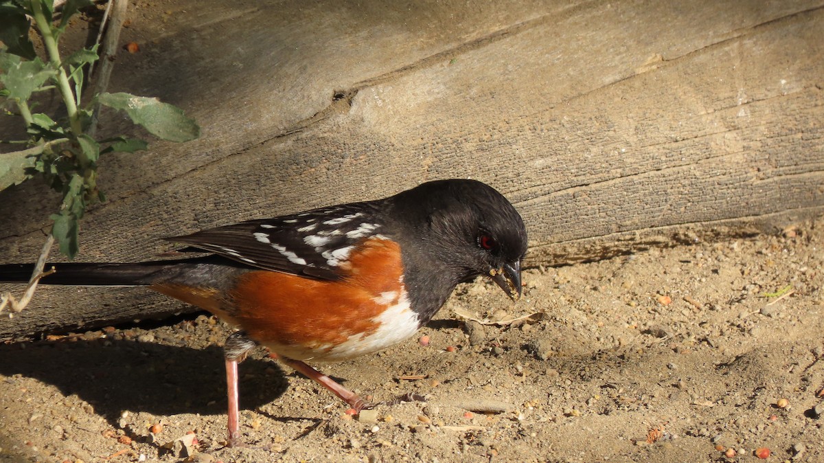 Spotted Towhee - ML569070401