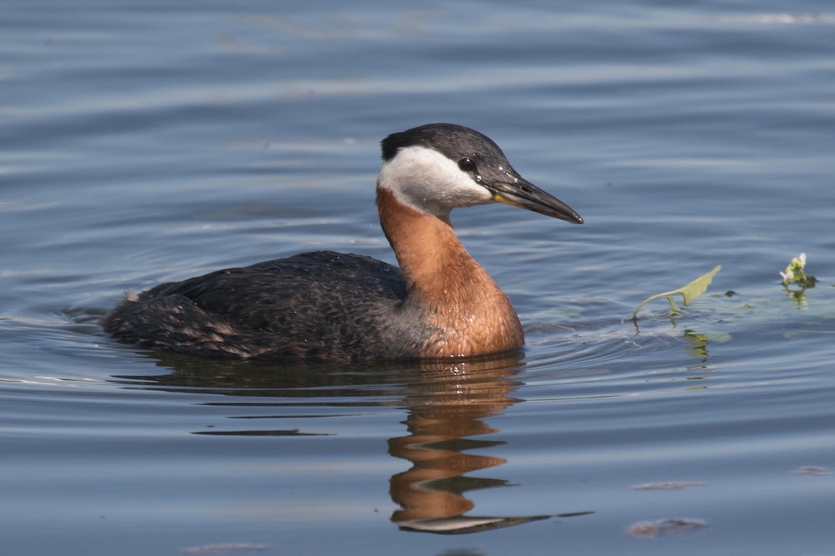 Red-necked Grebe - ML569070481