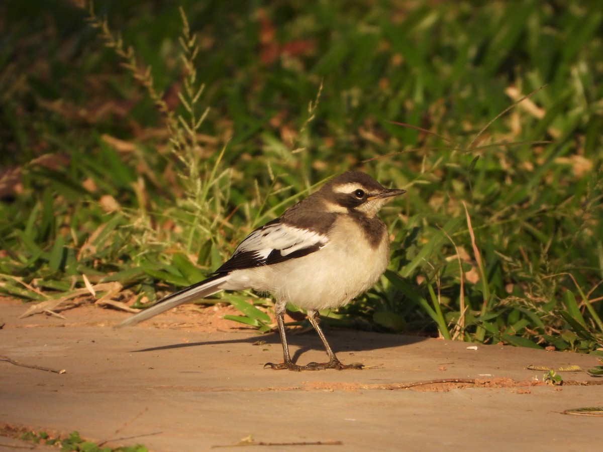 African Pied Wagtail - ML569072881