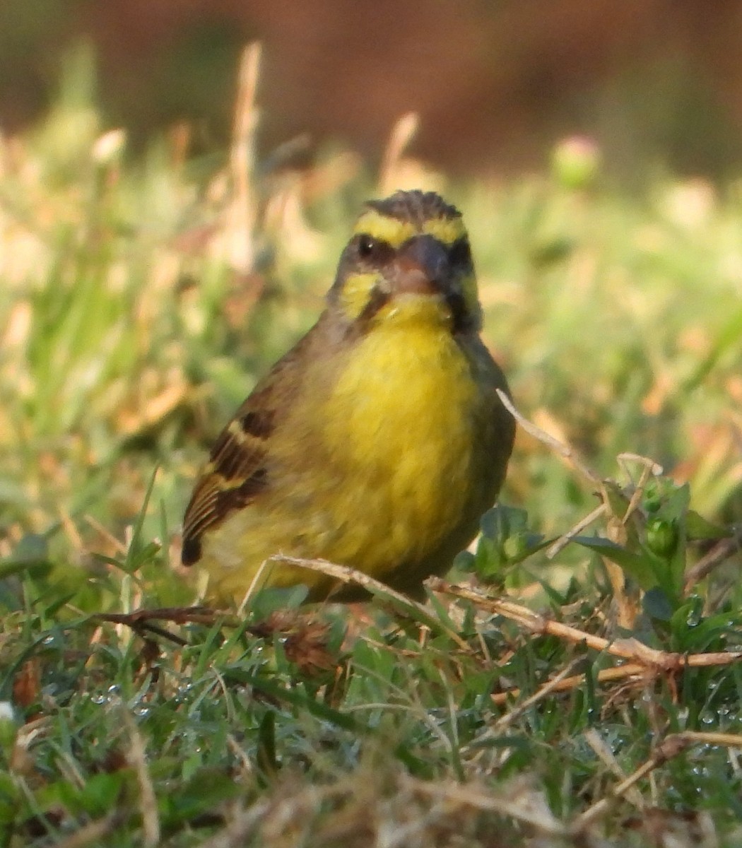 Yellow-fronted Canary - ML569076151