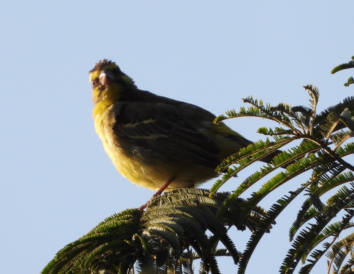 Yellow-fronted Canary - ML569076171