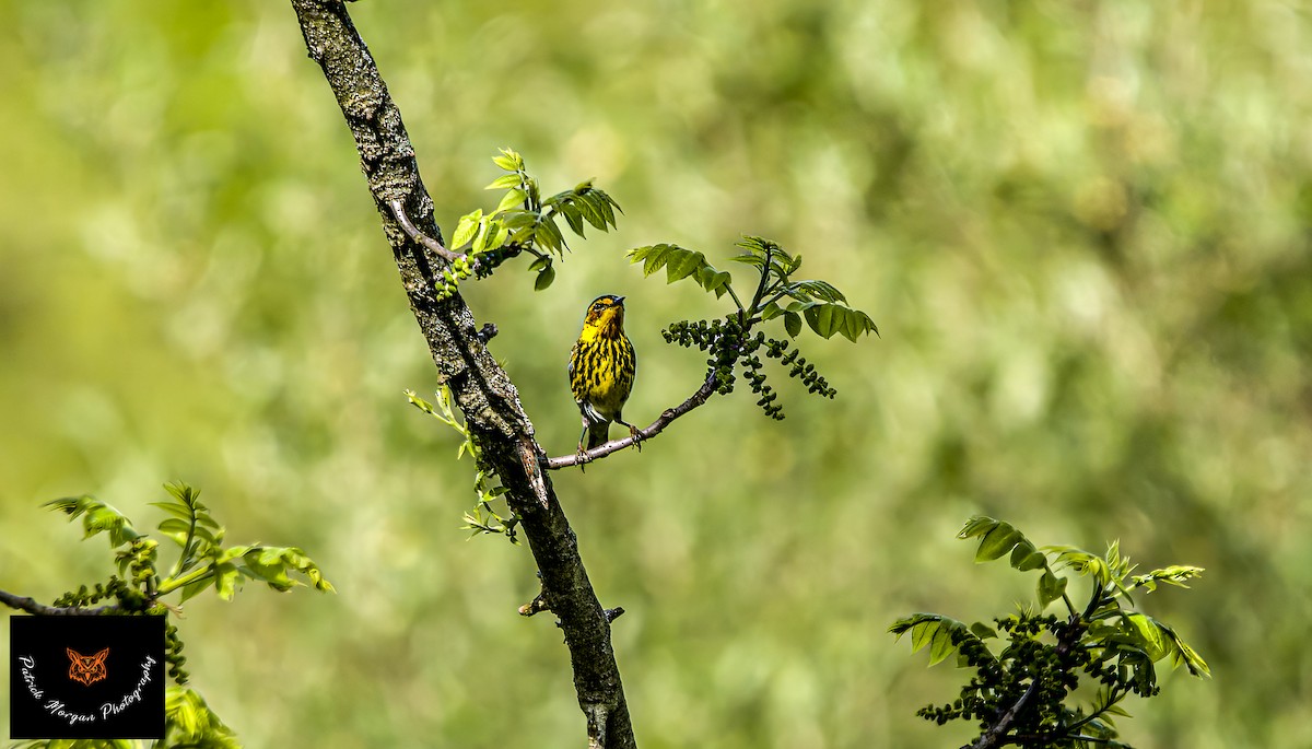 Cape May Warbler - ML569076601