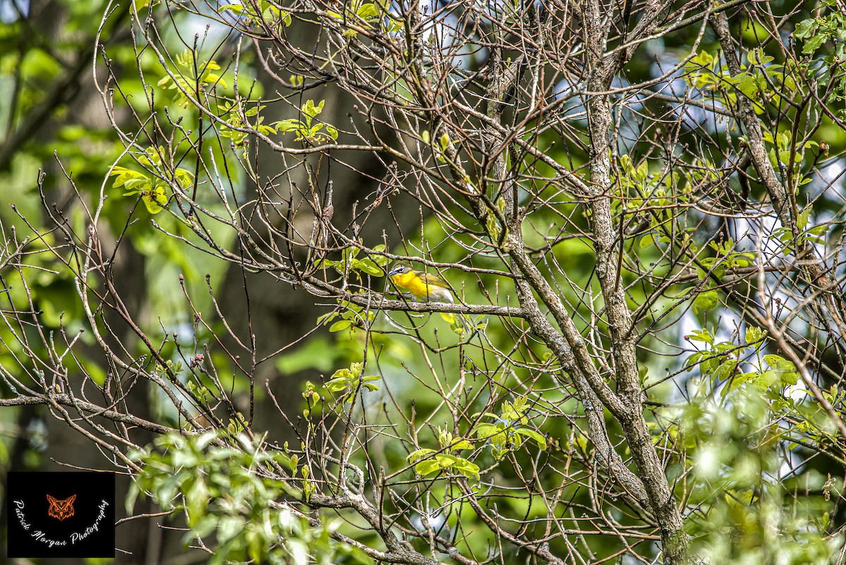 Yellow-breasted Chat - ML569076851